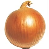 国華園　玉ねぎ苗　旨玉グルメ　100本【※発送が国華園からの場合のみ正規品です】