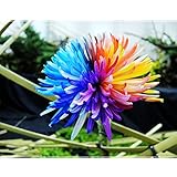 TOPmountain レインボーデイジーキクの種子 100個 花植物盆栽庭園 観葉植物の種子