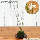 (こけだま)ミニ苔玉 シラサギカヤツリ(1個) 本州・四国限定[生体]