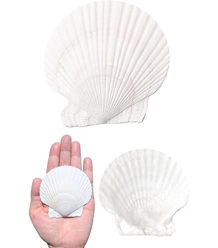 Amazon | ホタテ貝殻 約5-7 CM 25枚セット貝殻、工芸品DIY、絵画