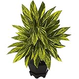Nearly Natural 6789 Ginger Plant with Black Planter by Nearly Natural