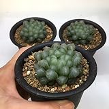 多肉植物：ハオルチア うすむらさきオブツーサ*