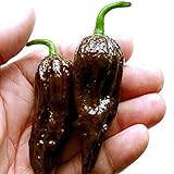 200 seeds / pack, Chocolate Naga Jolokia Chilli Seeds, Ghost Pepper - Bhut Jolokia #M386 4 orders