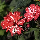 【山野草】赤絞り松本センノウ