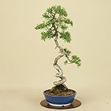 いよじ園　紀州真柏 文人造り （松柏盆栽）