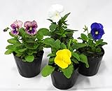 花市場直送便 花苗・パンジーMIX【8入】