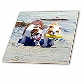 3dRose ct_46505_4 The English Bulldog Stroll-Ceramic Tile, 12-Inch [並行輸入品]