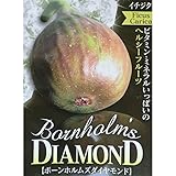 イチジク：ボーンホルムズダイヤモンド5号ポット[非常に耐寒性の強い品種][苗木] ノーブランド品