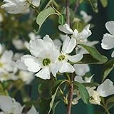 庭木:利休梅(リキュウバイ) H:約150cm