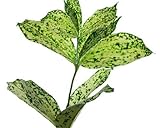 プリティマーメイド 生花 切花 切り花 ドラセナルイ フロリダビューティなど 5本