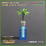 【ミニチュア観葉植物】「ピコツリー　ナギの木」コスメ感覚ミニボトル「コスメリーフ　11月誕生石色　トパーズ」付き　【土なし　清潔　水やり簡単　セラハイト】　　「NHK大河ドラマ　女城主　直虎」で「愛し