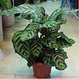 50個/袋、カラテアの種子、鉢植え、種子、花の種、完全な様々な、出芽率95％、（混合色）