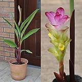 クルクマ：ジャイアントクルクマ・レッドライン4.5号ポット ノーブランド品