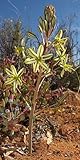 Ornithogalum secundum - African star flower - African star of Bethlehem - 10 seeds