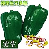 国華園　実生野菜苗　ピーマン　F1エース　40株【※発送が国華園からの場合のみ正規品です】