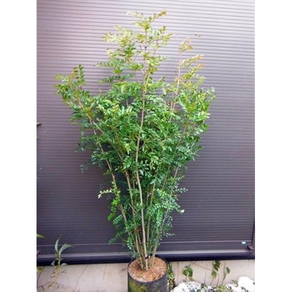 シマトネリコ ６本以上の株立ち 0 常緑樹 植木 Amazon