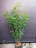 シマトネリコ 7本以上の株立ち 全長220CM 常緑樹
