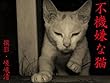 不機嫌な猫 (写真集)