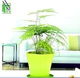 バルコニーの植物アスパラガスシダ種子EVERGREEN HOUSE PLANT POT多年生BONSAIガーデンデコレーションプラント10個入りC03