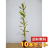 【ノーブランド品】コナラ樹高0.4m前後10.5cmポット【10本セット】