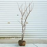 庭木：白花ハナズオウ　H：100cm