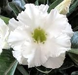 40 Fresh seedsアデニウム アラビカム オベスム 砂漠のバラ種子(40粒)塊根植物種子Adenium obesum Desert Roses seeds no137-Double-Snow