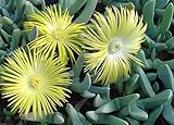 Cheiridopsis carinata - succulent - 20 seeds
