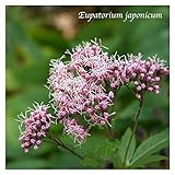 フジバカマ大苗5号 15cmプラ鉢1苗（2年もの）