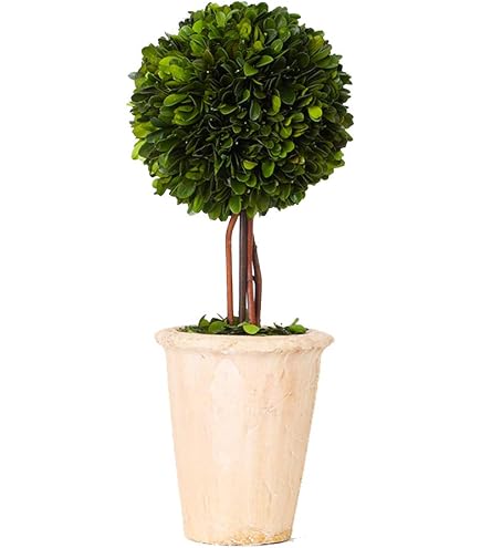 Amazon｜天然保存ツゲの木のトピアリー ポット13インチ 美しい緑と植物