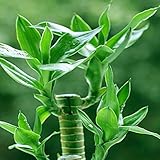 ラッキー竹の種子、鉢植えの95％のバルコニー、植栽が簡単で、出芽率、放射線吸収、混合色 - 20枚/ロット