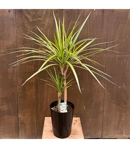 現品　ドラセナ　コンシンネ　トリカラー　27番　観葉植物　特大　インテリア　室内 Amazon｜ドラセナ コンシンネ トリカラー 27番 観葉植物 特大