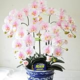 花 胡蝶蘭 花 光触媒　胡蝶蘭 白ピンク 誕生日プレゼント 開店・開業の贈り物・ギフト・プレゼントに最適。お部屋をきれいにする、防菌・防臭効果。本物と見違える程のハイクオリティーの 光触媒　胡蝶蘭 造