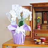 フューネラルミディ胡蝶蘭　3本立（27輪以上）　＜　お供え花　お悔やみ花　枕花に　供花に　＞　【お届け日指定ＯＫ】