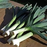 滅菌野菜の種子、ニンニク、ネギの種子 - 100個/ロット