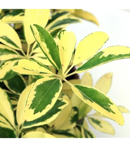 Amazon｜シェフレラ ジェニーネ 観葉植物 斑入り 希少 曲がり
