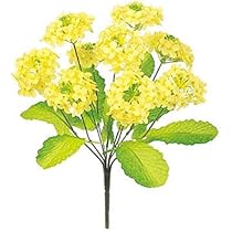 菜の花 51lQvUChz1L._AC_UL210_SR210,