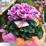 シクラメン 鉢植え 5号かご付き 赤に白色のふちどりの珍しい色の花 お世話になった方へのお礼やお歳暮ギフト 誕生日プレゼント