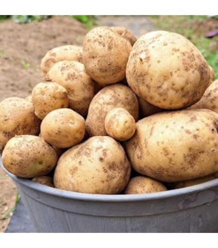 【フジシロ】ジャガイモ研究所　おまとめ品 Amazon.co.jp: 種 じゃがいも にしゆたか ニシユタカ 約1kg