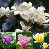 マグノリアの花の種 グラスオーナメント　草　花の種子ホームガーデン鉢植え植物かわいい新花 フラワー種子　ハーブ　コルデリア・セロワナ 20PCS/セット
