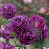 バラ苗 ミステリューズ 国産大苗ドリュオリジナル角鉢6号 返り咲き中輪 紫系 フレンチローズ（ドリュ）