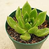 アガボイデス・ジェイドポイント 7.5cmポット エケベリア Echeveria agavoides'Jade Point' 福岡県産 多肉植物 多肉 観葉植物 インテリアグリーン 寄せ植えに