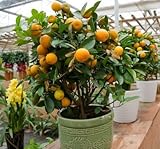 10 seeds Balcony Patio Potted Fruit Trees Planted Seeds Kumquat Orange Tangerine Citrus free ship 2