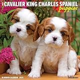 Cavalier King Charles Spaniel Puppies 2026 12 X 12 Wall Calendar