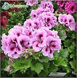 プロモーション！18色あり屋内部屋のために20個ゼラニウムの種子多年生の花の種ペラルゴニウムゾナール種子