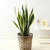 BunBunBee 観葉植物 サンセベリア【6号鉢・メッセージカード・バンブー製バスケット付き】