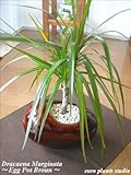 Dracaena Marginata / Egg Pot White or Brown / 真実の木★ドラセナ・コンシンネ / エッグポット・ホワイトorブラウン / インテリア観葉植物 / 鉢植え