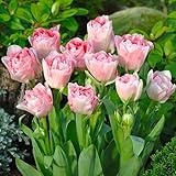 Amazon チューリップ 球根 ピンクインプレッション ５球入 球根