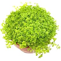 Amazon.co.jp: （水草） おまかせ水草8種（無農薬 スネールなし）（計