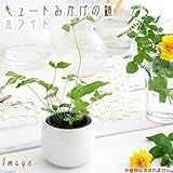 キュートみかげの鉢 ホワイト(φ7.0×H7.0cm)(ハイドロ苗6φに対応)