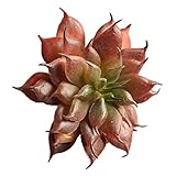 Auntwhale 人工偽プラスチック多肉植物ミニ景観盆栽材料DIY Fairy Garden Floral Deco